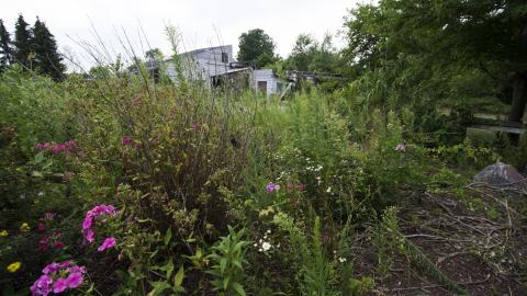 Overgrown - August 2017 - 1.jpg