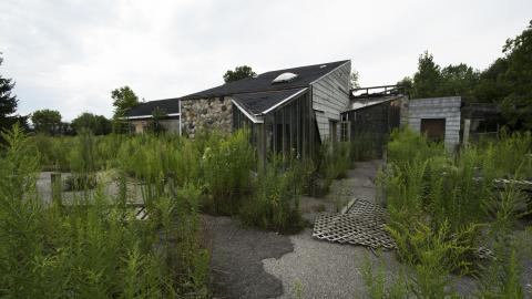 Overgrown - August 2017 - 2.jpg