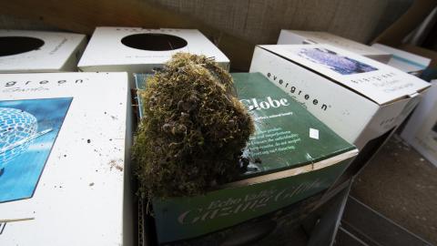 Overgrown - August 2017 - 15.jpg