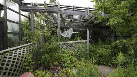 Overgrown - August 2017 - 26.jpg