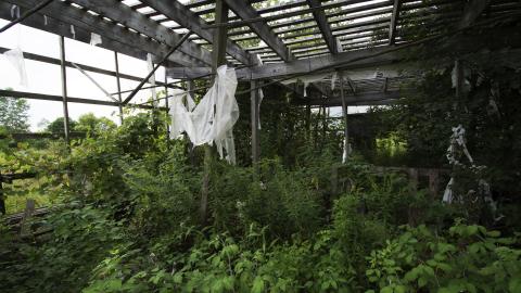 Overgrown - August 2017 - 27.jpg