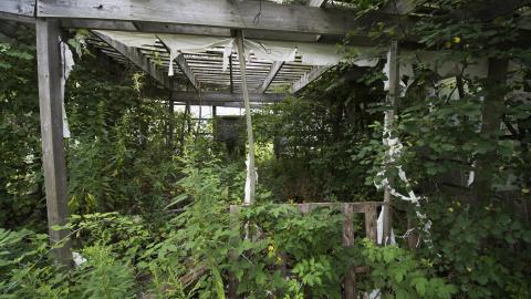 Overgrown - August 2017 - 28.jpg