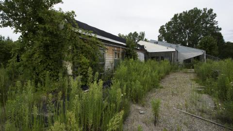 Overgrown - August 2017 - 31.jpg