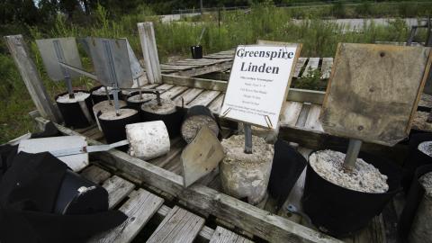 Overgrown - August 2017 - 32.jpg