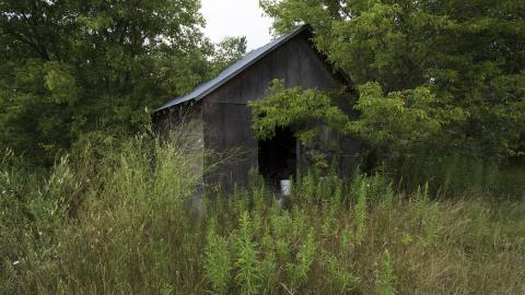 Overgrown - August 2017 - 33.jpg