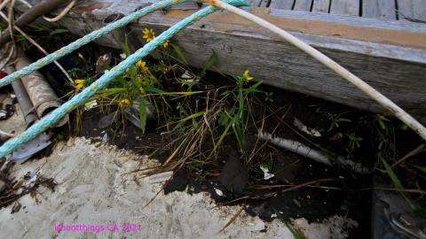 The VALUE Of Wood - IMG_6831.JPG