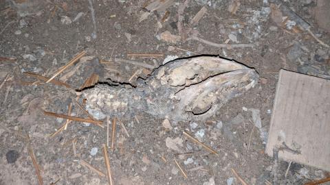 Scarborough Kennel - Markham, Ontario