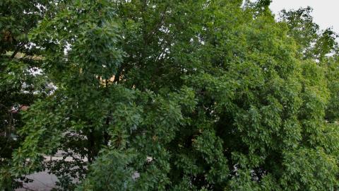 "Je Ne Pas Parler Francais" - IMG_6614.JPG