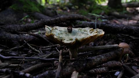 The Well And The Chrysler In The Woods - IMG_7246.JPG