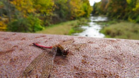 1824 Woolen Mill Ruins photo 3