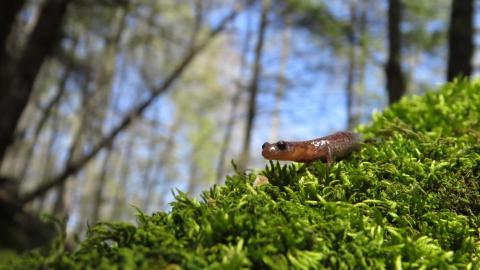 Mill Ruins - IMG_8991.JPG