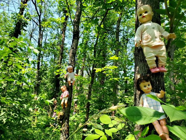 The Limerick Forest Dolls photo 4