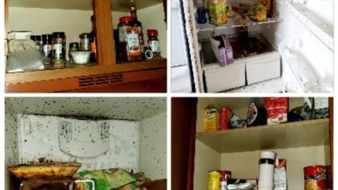 The Skylark - 1635198465437.jpg