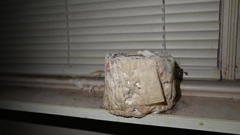 Hairy - _DSC7767.JPG