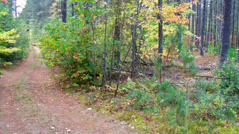Photo from Project No. 145 Madawaska Relief Camp and Landing Field