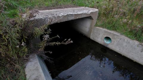 Up The Trash Panda Hole.... - IMG_8154.JPG