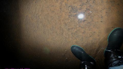 Up The Trash Panda Hole.... - IMG_8159.JPG