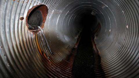 Up The Trash Panda Hole.... - IMG_8188.JPG