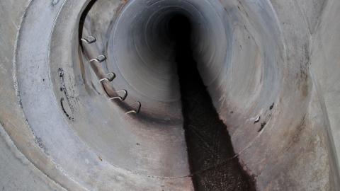 Up The Trash Panda Hole.... - IMG_8318.JPG