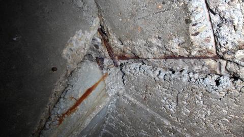 Up The Trash Panda Hole.... - IMG_8401.JPG