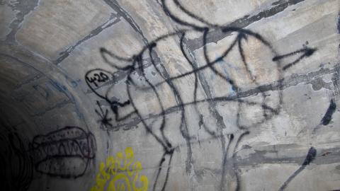 Up The Trash Panda Hole.... - IMG_8447.JPG