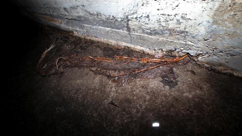 Up The Trash Panda Hole.... - IMG_8462.JPG