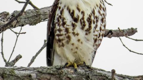 Early 2021 - 005T.jpg