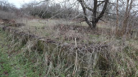 So much fruit everywhere - IMG_0451.JPG