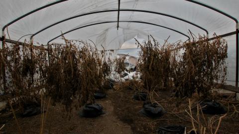 228 Old Mill Road - The Former Grow House - Greenhouses and Collapsing Barn - IMG_0061.JPG