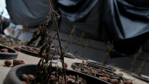 228 Old Mill Road - The Former Grow House - Greenhouses and Collapsing Barn - IMG_0067.JPG