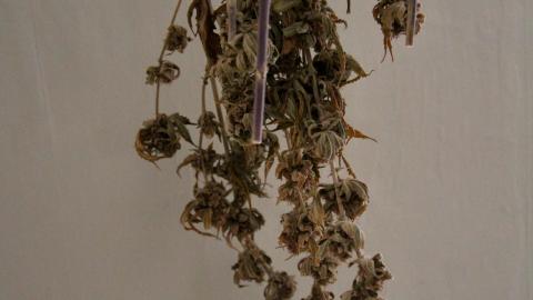 228 Old Mill Road - The Former Grow House - IMG_0033.JPG