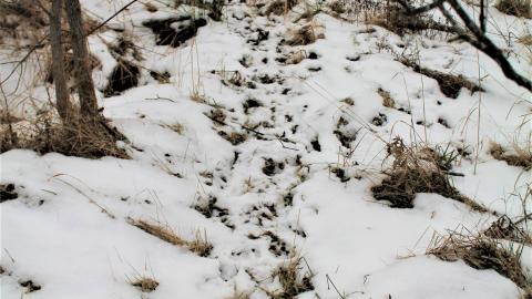 A trail with lots of canine pawprints.