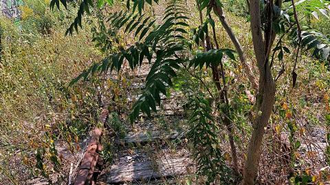 Tree growing through the tracks