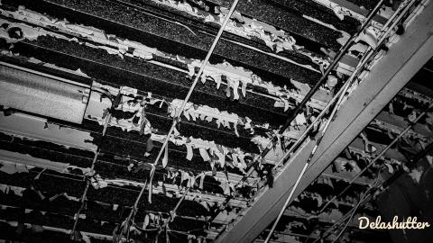 crowe's feet - Add Watermark_2022_02_20_09_18_35 (30).jpg