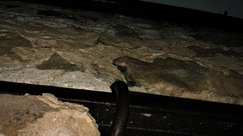 Glen Eden Lime Kiln Ruins February 2022 - IMG_4202.JPG