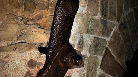 Glen Eden Lime Kiln Ruins February 2022 - IMG_4201.JPG