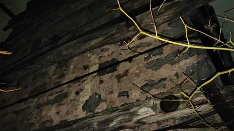 Glen Eden Lime Kiln Ruins February 2022 - IMG_4203.JPG