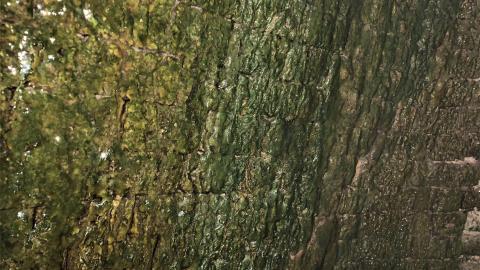 Glen Eden Lime Kiln Ruins February 2022 - IMG_4207.JPG