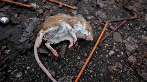 45 Courtland Ave East - IMG_0527.JPG