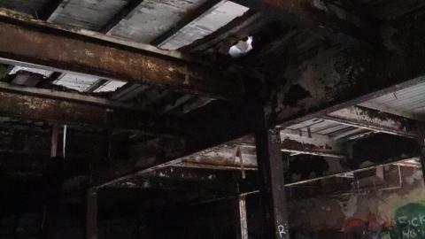 Grey day - IMG_1182.JPG