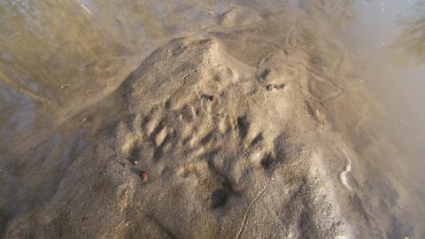 Spring Has Sprung - May 2018 - DSC_0143.jpg