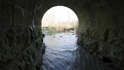 Spring Has Sprung - May 2018 - DSC_0152.jpg