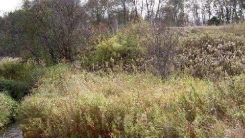 Howell's Hollow (ghost town) photo 3