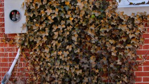 The Cost Of Wood VOL II - IMG_4754.JPG