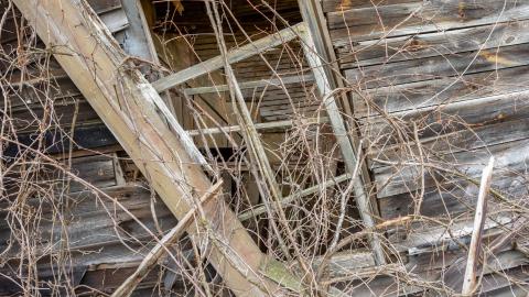 Nature Always Wins - abandoned house reclaimed by nature-25.jpg