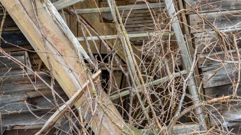 Nature Always Wins - abandoned house reclaimed by nature-26.jpg