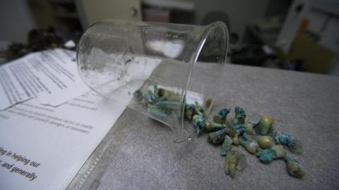 Little Shop Of Horrors - December 2017 - 6.jpg