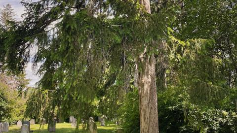 Friends Cemetery photo 2