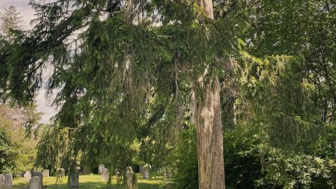 Photo from Friends Cemetery