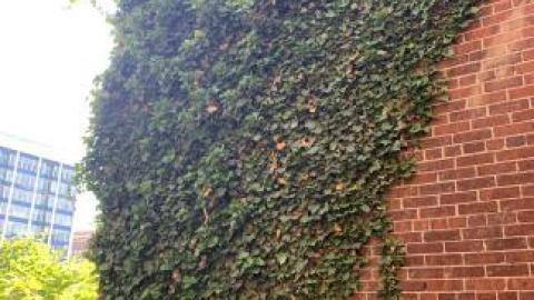 Behind the Wendy's - IMG_4400.jpg